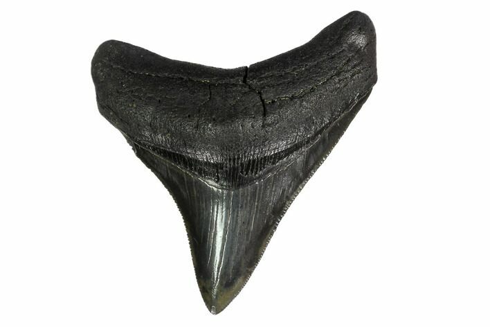 Serrated, Fossil Megalodon Tooth - South Carolina #151797